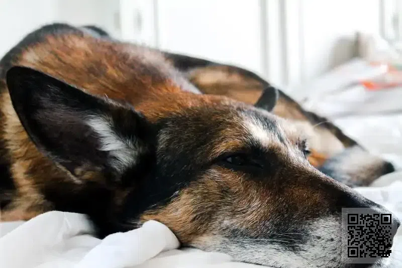 信龍國際企業有限公司