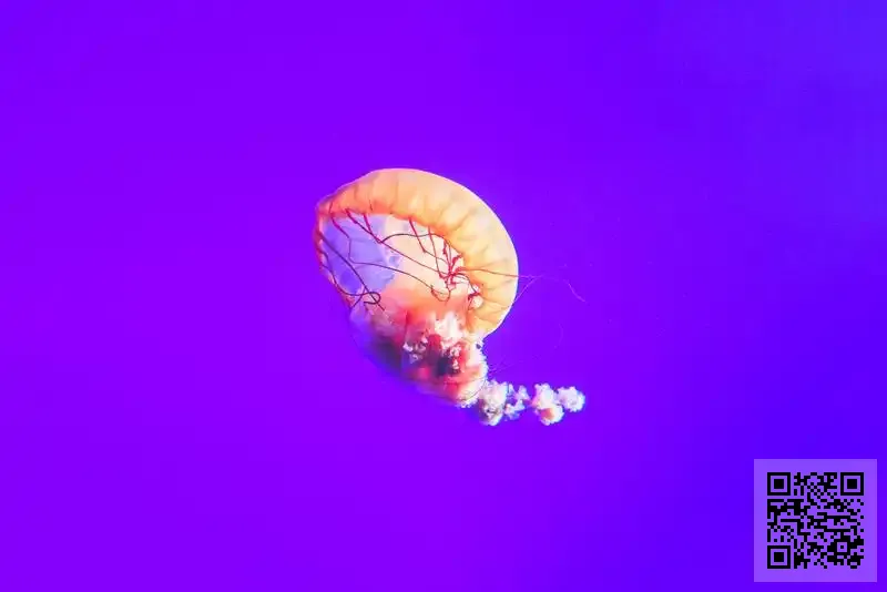 星翼投資有限公司