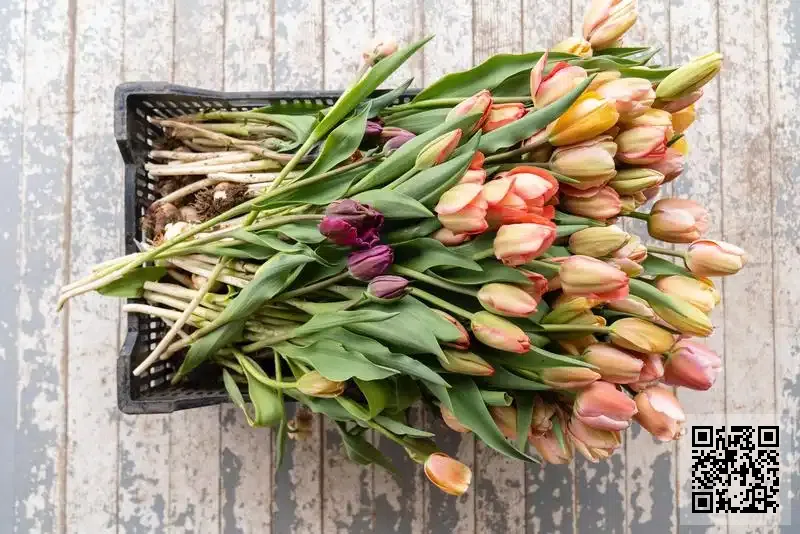 香港華南商學院有限公司