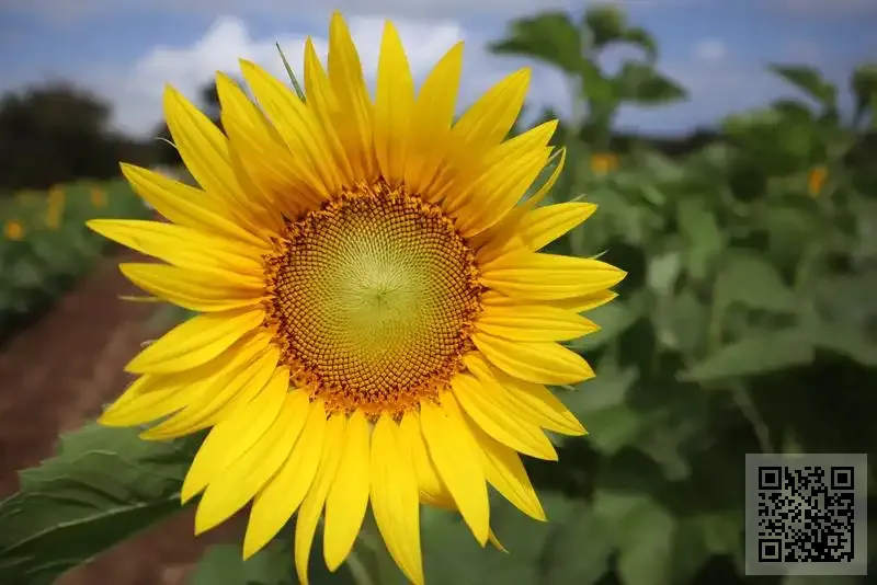 CHINA LIVE CORPORATION LIMITED