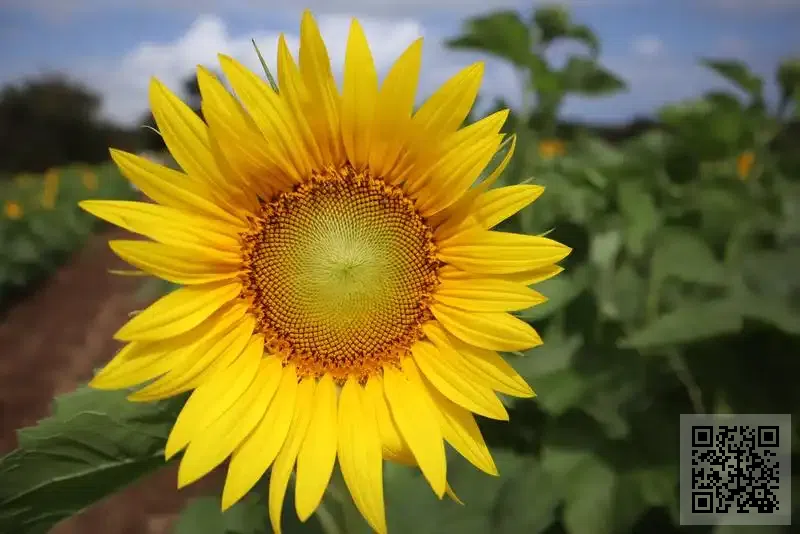 莞益裝飾燈有限公司