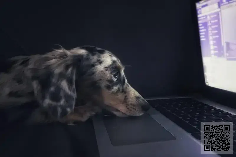 凱莎恩迪有限公司