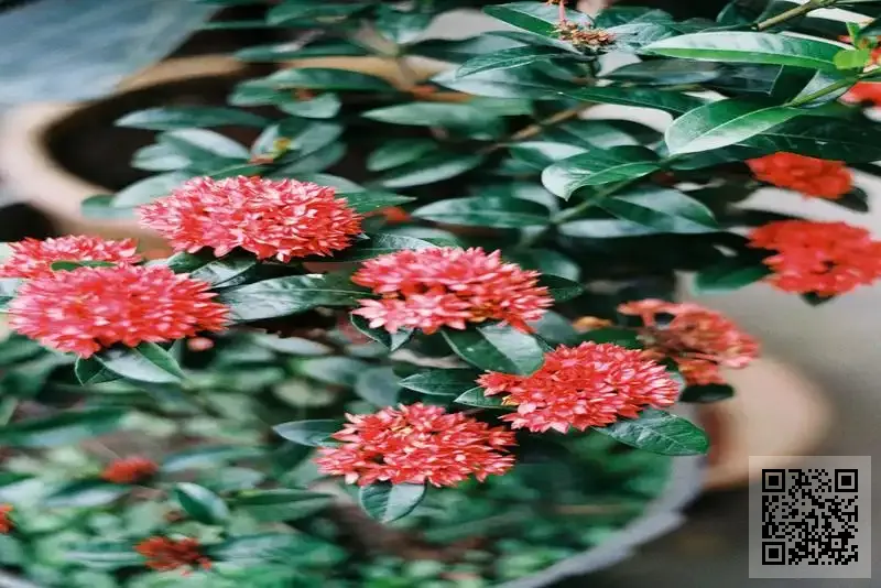 英隆國際投資控股有限公司