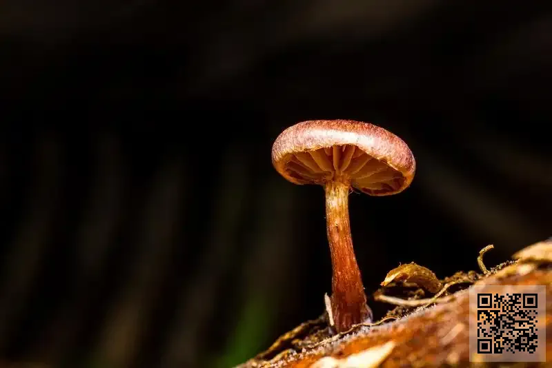 盛源證券有限公司