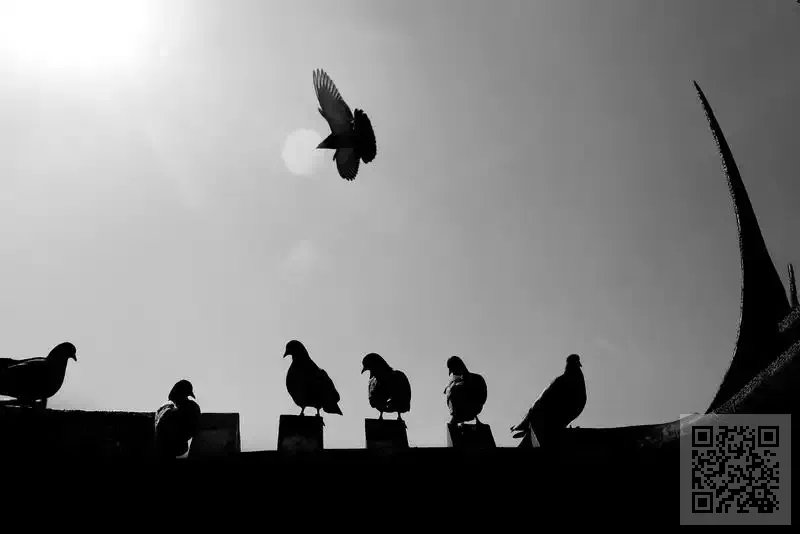 DAJIE INTERNATIONAL LIMITED