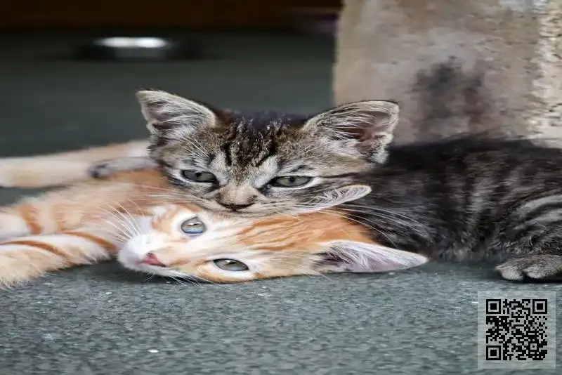 全球品牌有限公司