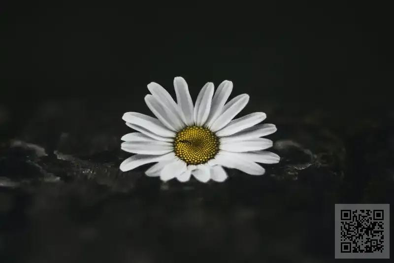 香港風輪國際貨運代理有限公司