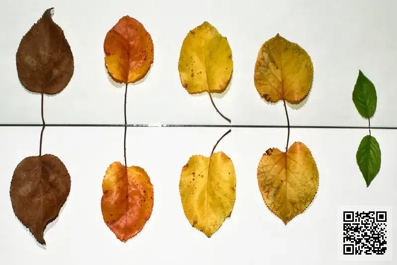 浩雲吊機工程有限公司