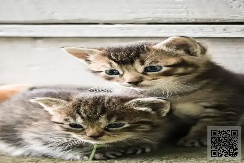 鵬碼國際(香港)有限公司