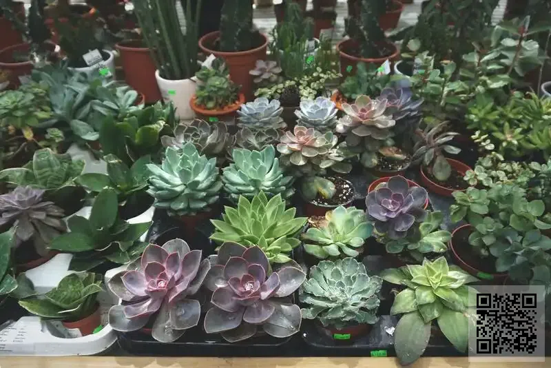 Al-Rafidain Vision Limited