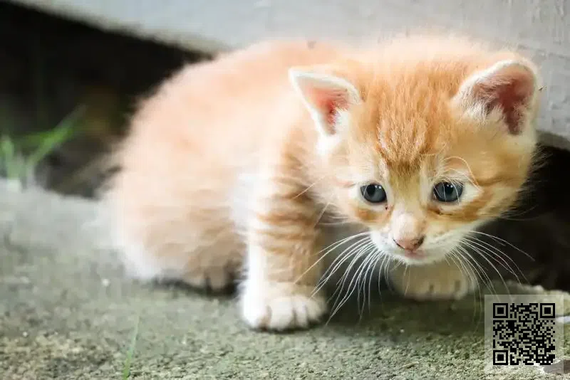 香港康宇實業(集團)有限公司