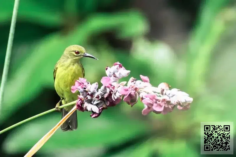 駿盈手機程式有限公司