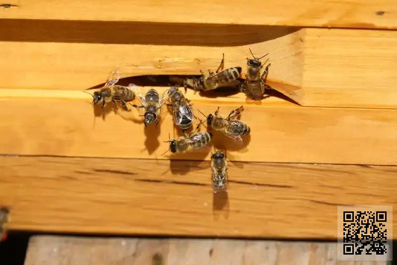 ARRA HOLDING LIMITED