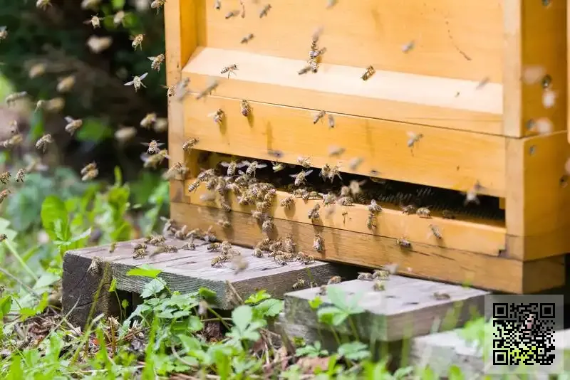 ALLE TRADING COMPANY INTERNATIONAL LIMITED