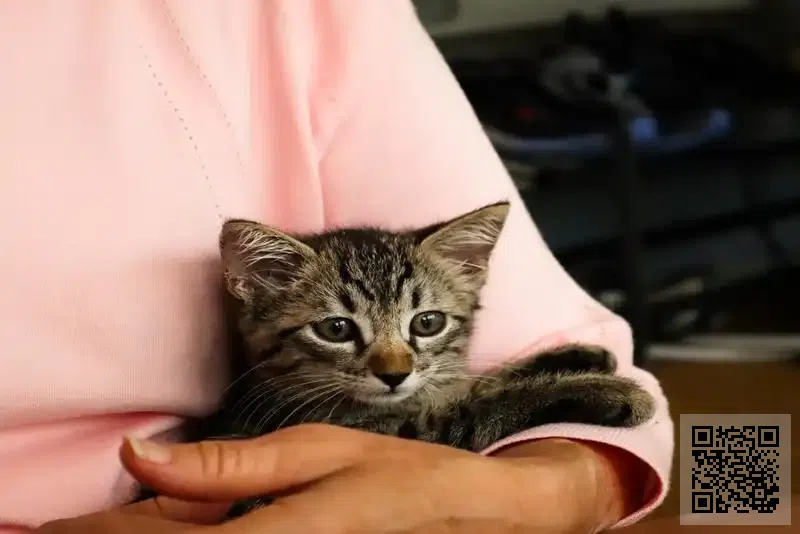 香港紫多美食品有限公司