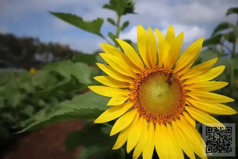 金倡達科技有限公司