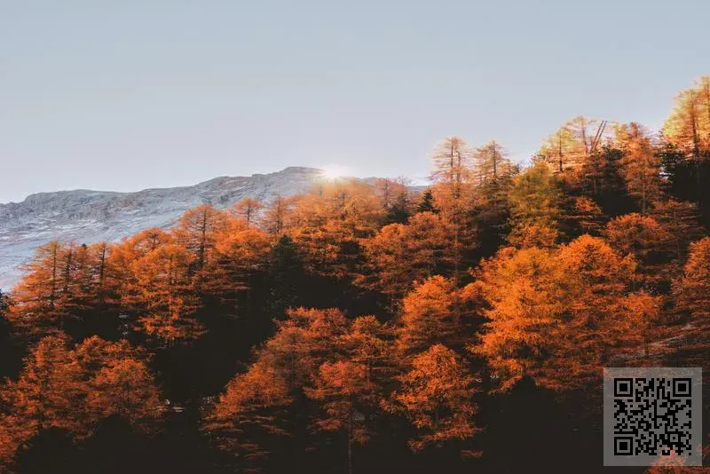 正天國際投資集團有限公司