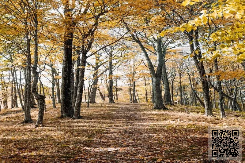 香港良師國際教育科技集團有限公司
