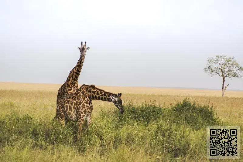 華洋林業有限公司
