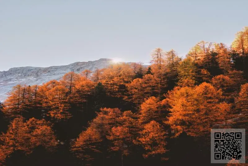 駿景車行有限公司