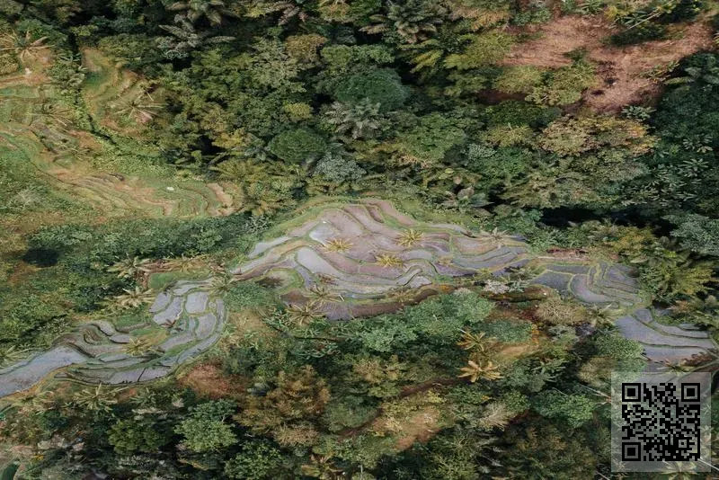 金嘉田有限公司