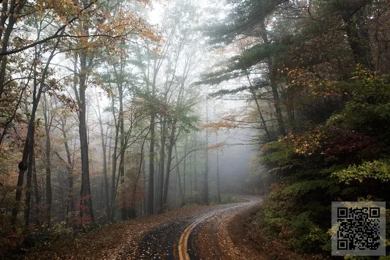 Mystic Elephant Limited