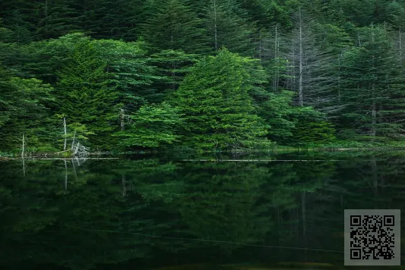 五龍動力策略有限公司