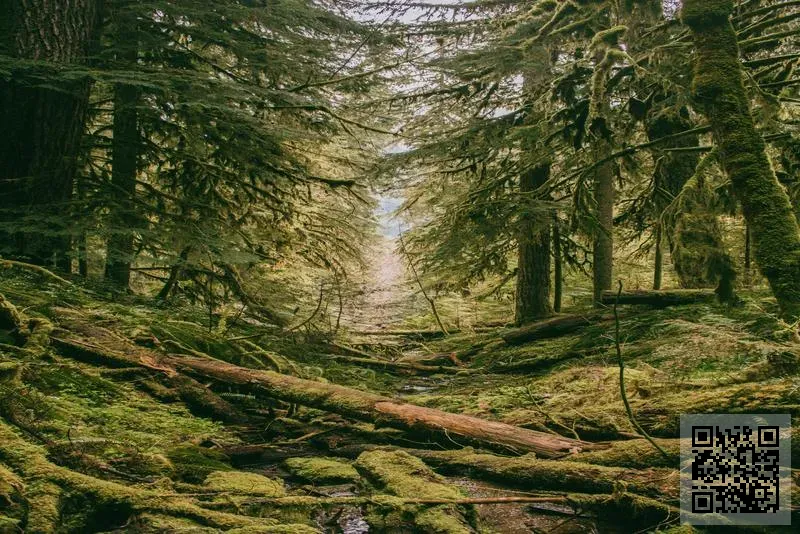 香港金啟帆貿易有限公司