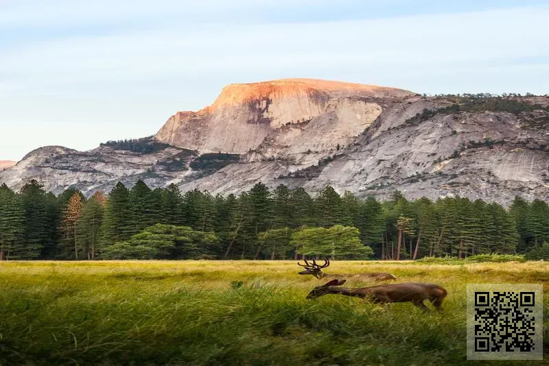 Forebright Shiny Nova Limited