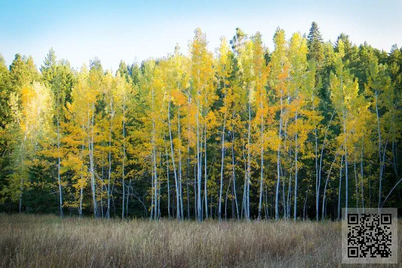 法國塞特維爾集團有限公司