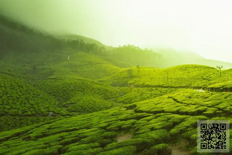 Montfort Capital Limited