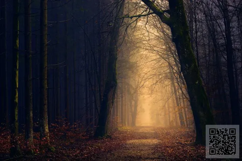 莎利斯策略有限公司