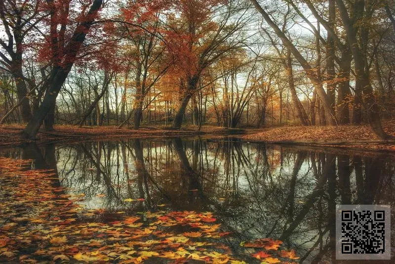 SUNSHINE HONOR TRADING CO., LIMITED