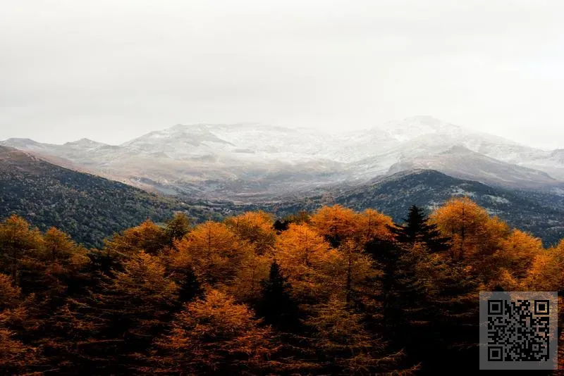中國直銷(香港)有限公司