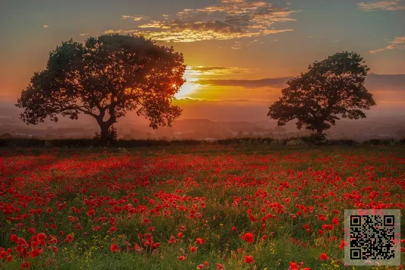 APHEX TRADING LIMITED