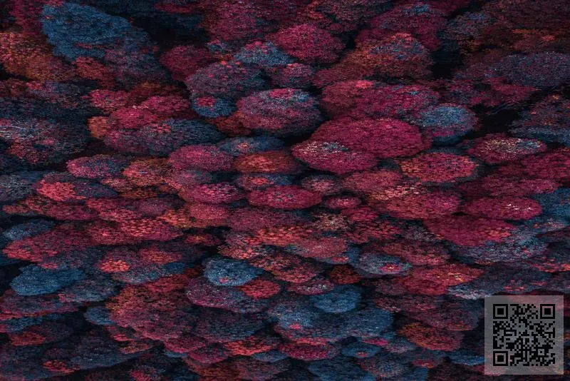 Golden Dolphin Limited