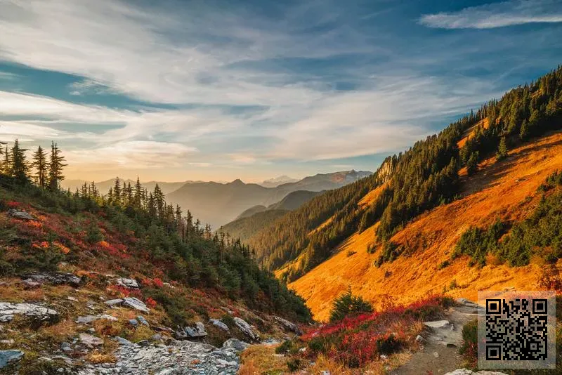 寶丫頭(香港)集團有限公司