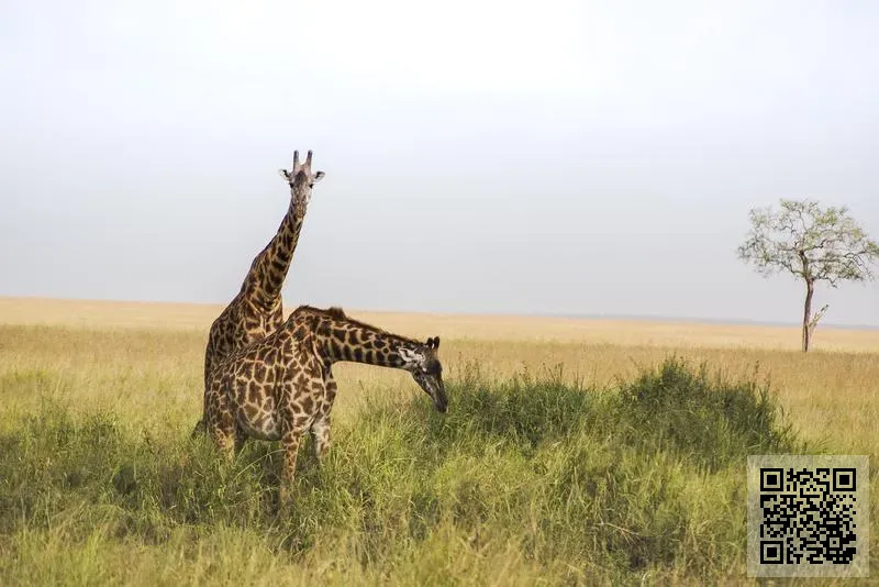 文寶教育服務有限公司