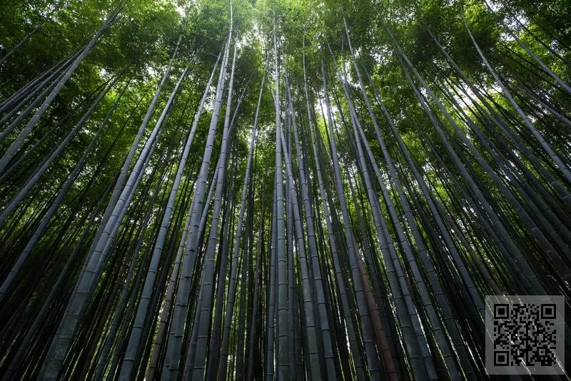 廣州瑪裏莎國際諮詢有限公司