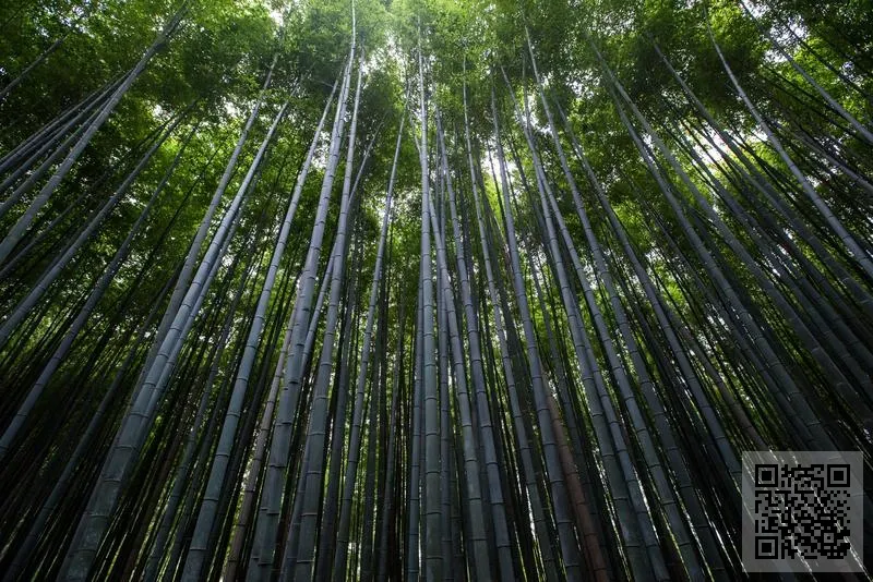 馬來西亞康喜燕(香港)有限公司