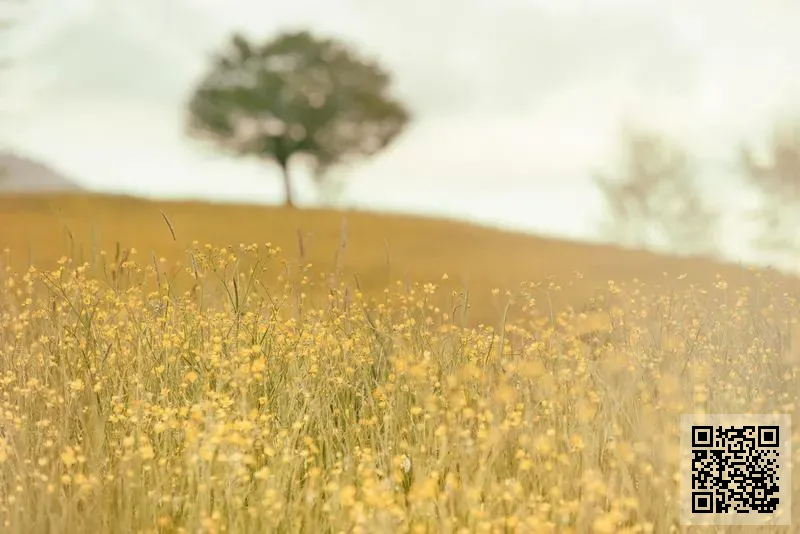 中礦(香港)稀有金屬資源有限公司