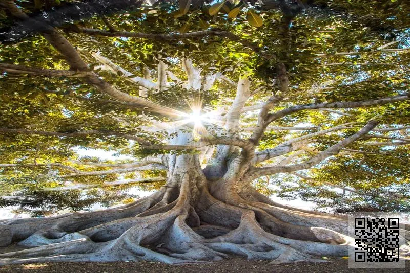 鼎晟電子(香港)有限公司
