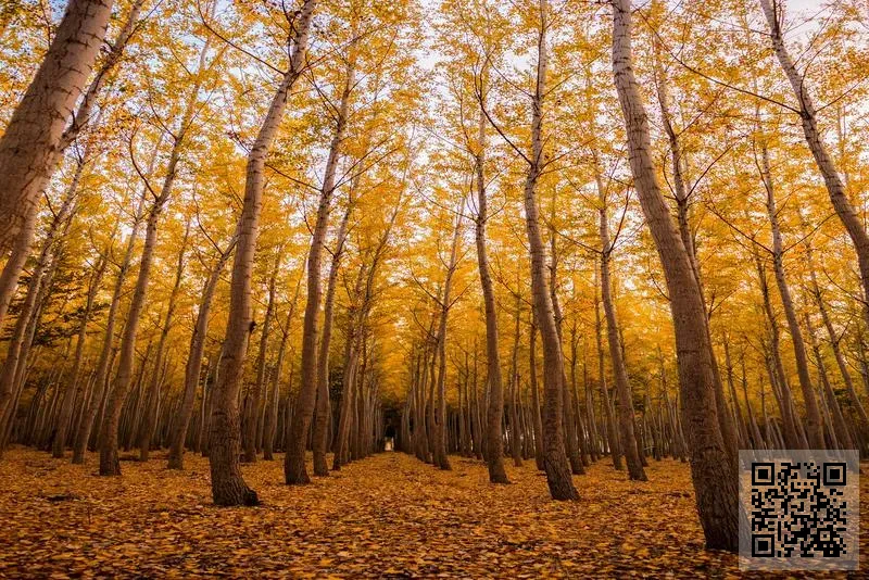 香港華菁會有限公司