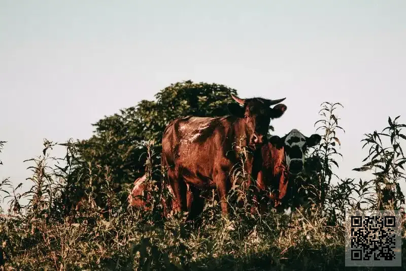 晟彩貿易(香港)有限公司