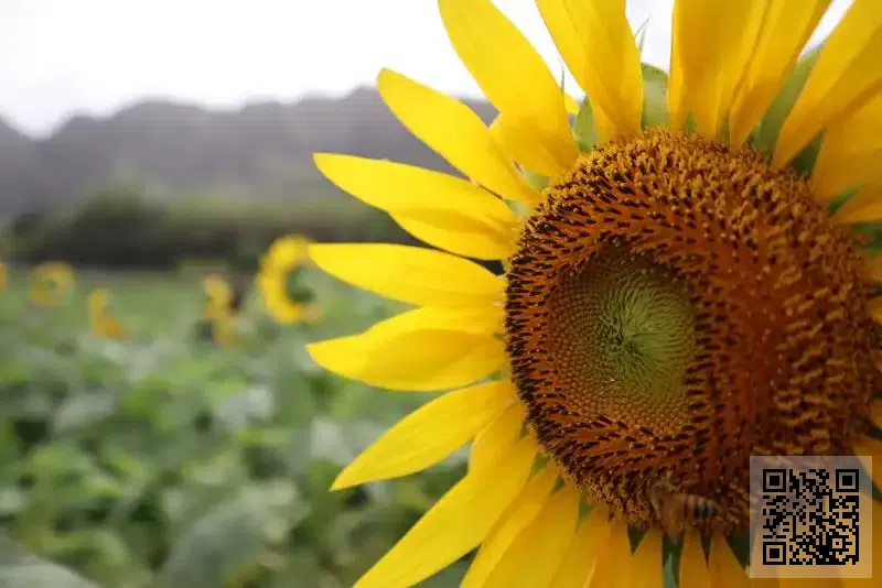 上海人民智能開關(香港)有限公司