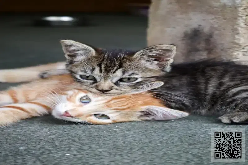 香港海霞國際集團有限公司