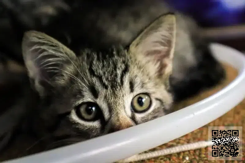 CASH Smart Wise Limited