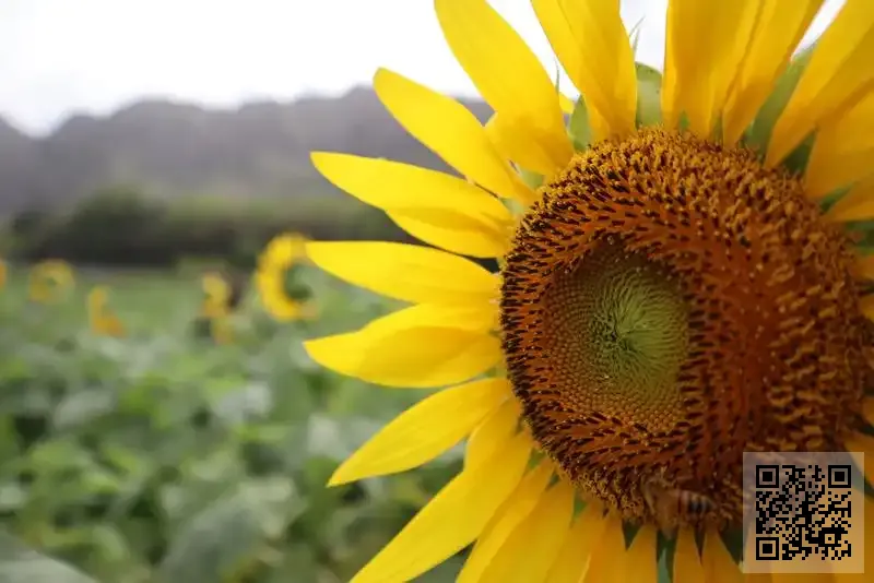 嘉暉控股有限公司