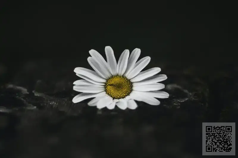 哥華貿易有限公司