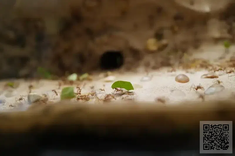 牧靈國際管理集團有限公司